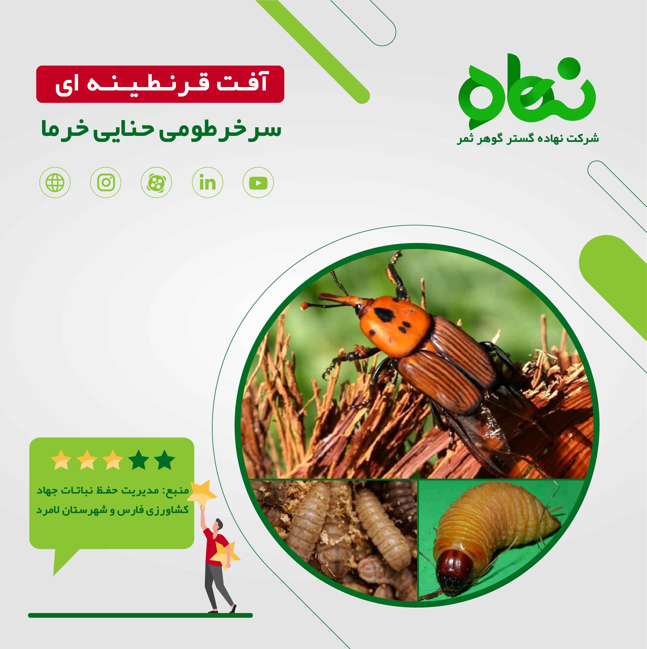 آفت قرنطینه ای سرخرطومی حنایی خرما